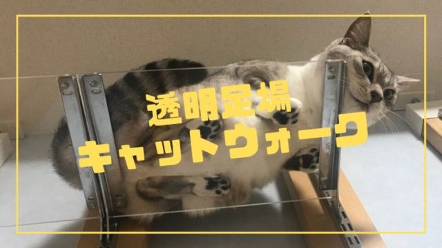 無印良品 猫草 育成観察日記 こえどねこ