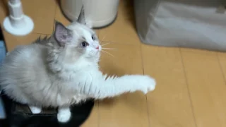 ねこの多頭飼い【お迎え初日】ねこを見たことがないねこ